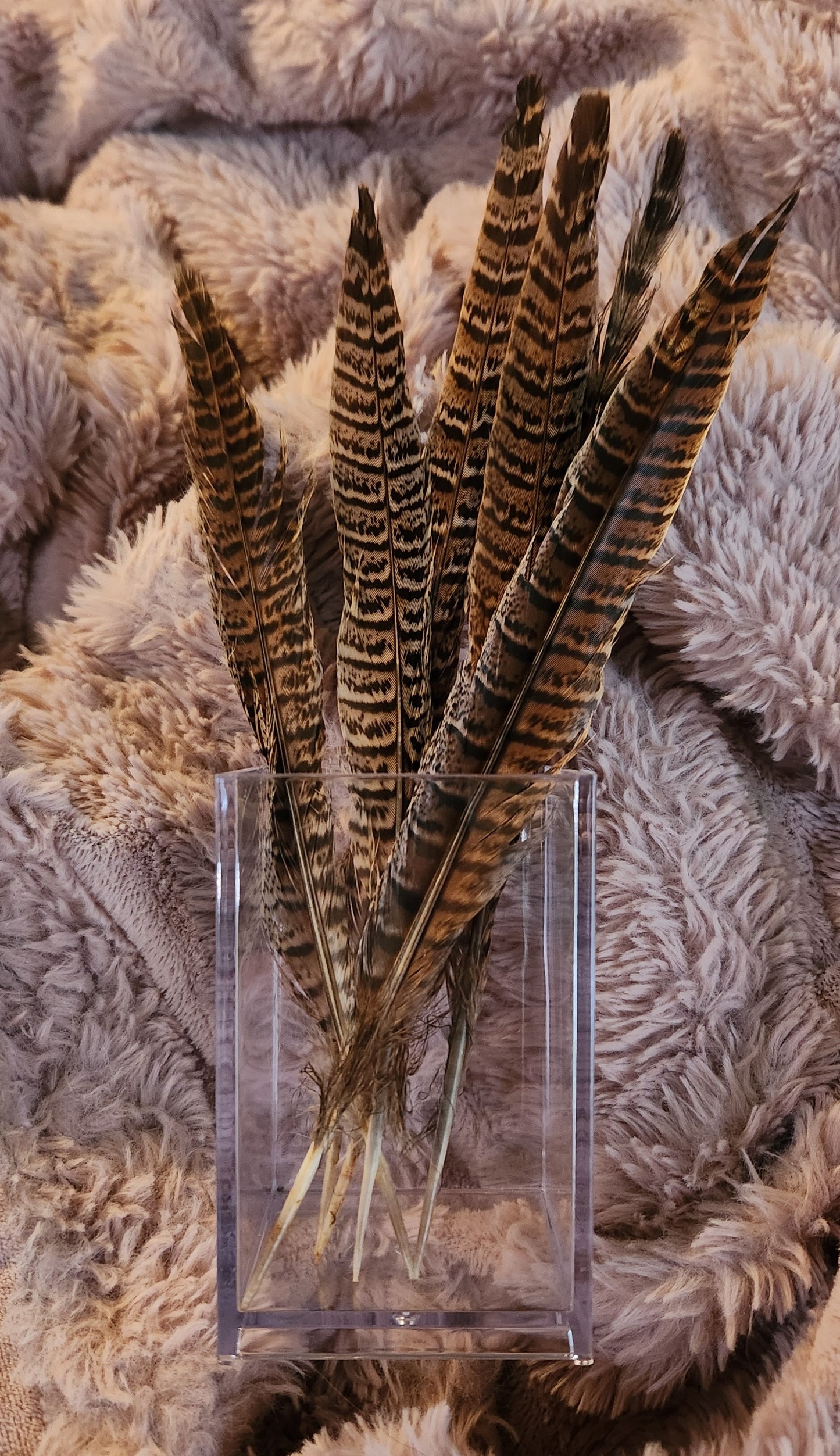 Natural Pheasant Tail Feather Cat Teaser